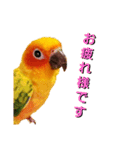 コガネメキシコインコ メラニーちゃん（個別スタンプ：1）