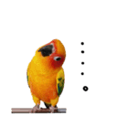 コガネメキシコインコ メラニーちゃん（個別スタンプ：9）