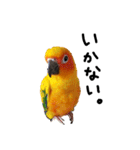 コガネメキシコインコ メラニーちゃん（個別スタンプ：10）