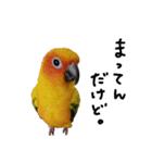 コガネメキシコインコ メラニーちゃん（個別スタンプ：11）