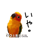 コガネメキシコインコ メラニーちゃん（個別スタンプ：17）