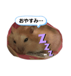 ジャンガリアンの吹き出しスタンプ（個別スタンプ：8）