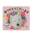 柴犬こもみー（個別スタンプ：1）