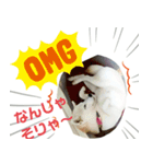 柴犬こもみー（個別スタンプ：2）
