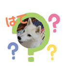 柴犬こもみー（個別スタンプ：3）