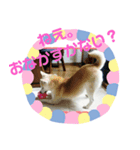 柴犬こもみー（個別スタンプ：5）