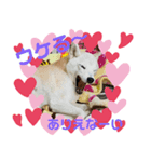 柴犬こもみー（個別スタンプ：6）