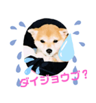 柴犬こもみー（個別スタンプ：7）