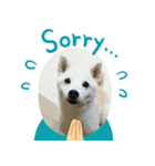 柴犬こもみー（個別スタンプ：8）