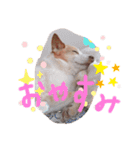 まめちんとことちん（個別スタンプ：3）
