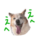 まめちんとことちん（個別スタンプ：5）