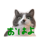 まめちんとことちん（個別スタンプ：6）
