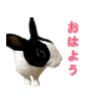 うさぎの茶々（個別スタンプ：1）