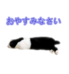 うさぎの茶々（個別スタンプ：2）