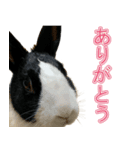 うさぎの茶々（個別スタンプ：3）