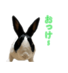 うさぎの茶々（個別スタンプ：4）