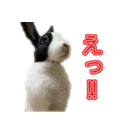 うさぎの茶々（個別スタンプ：5）