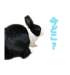 うさぎの茶々（個別スタンプ：6）