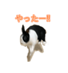 うさぎの茶々（個別スタンプ：8）