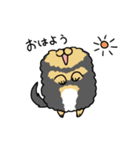 ブラックタンのポメラニアン。（個別スタンプ：1）