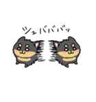 ブラックタンのポメラニアン。（個別スタンプ：6）