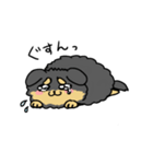 ブラックタンのポメラニアン。（個別スタンプ：7）