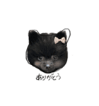 わんにゃんあいさつ(ゆんぴ)（個別スタンプ：1）