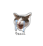 わんにゃんあいさつ(ゆんぴ)（個別スタンプ：3）