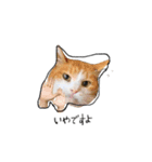 わんにゃんあいさつ(ゆんぴ)（個別スタンプ：4）