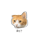 わんにゃんあいさつ(ゆんぴ)（個別スタンプ：7）
