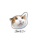 わんにゃんあいさつ(ゆんぴ)（個別スタンプ：14）