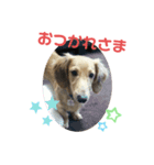 チョビくんスタンプ5（個別スタンプ：1）