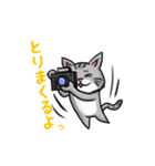 カメラマン猫（個別スタンプ：11）