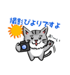 カメラマン猫（個別スタンプ：19）