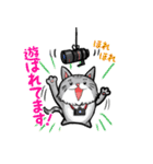 カメラマン猫（個別スタンプ：34）