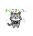 カメラマン猫（個別スタンプ：36）