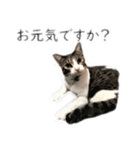 数奇なき人生を送るムーの日常 基本挨拶編（個別スタンプ：4）