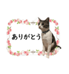 数奇なき人生を送るムーの日常 基本挨拶編（個別スタンプ：7）