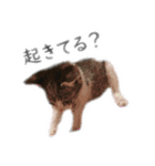 数奇なき人生を送るムーの日常 基本挨拶編（個別スタンプ：8）