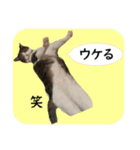 数奇なき人生を送るムーの日常 基本挨拶編（個別スタンプ：13）