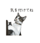 数奇なき人生を送るムーの日常 基本挨拶編（個別スタンプ：15）