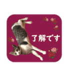 数奇なき人生を送るムーの日常 基本挨拶編（個別スタンプ：18）