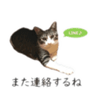 数奇なき人生を送るムーの日常 基本挨拶編（個別スタンプ：24）