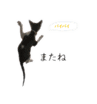 数奇なき人生を送るムーの日常 基本挨拶編（個別スタンプ：25）