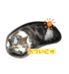 ねむねむ猫スタンプ（個別スタンプ：1）