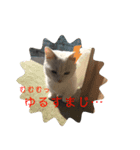 ねむねむ猫スタンプ（個別スタンプ：3）