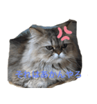 ねむねむ猫スタンプ（個別スタンプ：6）