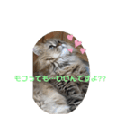 ねむねむ猫スタンプ（個別スタンプ：7）