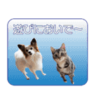 はんちゃん＆こっちゃん仲良しスタンプ（個別スタンプ：1）