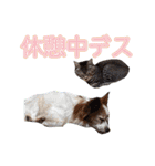 はんちゃん＆こっちゃん仲良しスタンプ（個別スタンプ：2）
